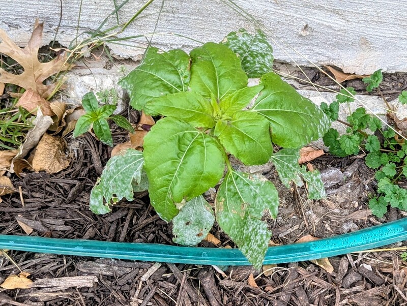 Before the winter storm