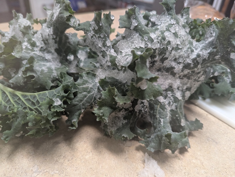 I laughed at the frozen kale I picked. It had quite a snap. It will go into soup.