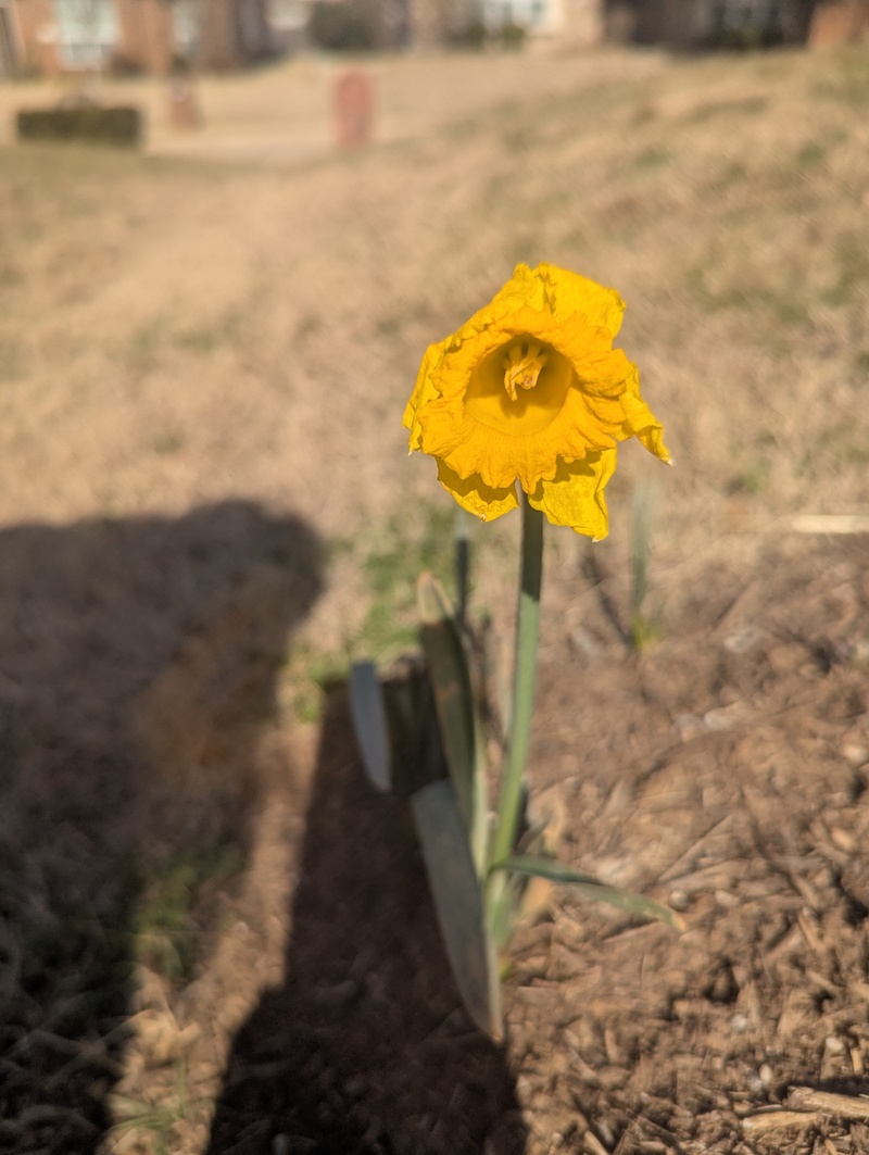 the daffodil survived the ice. Not as p pretty as it was though.