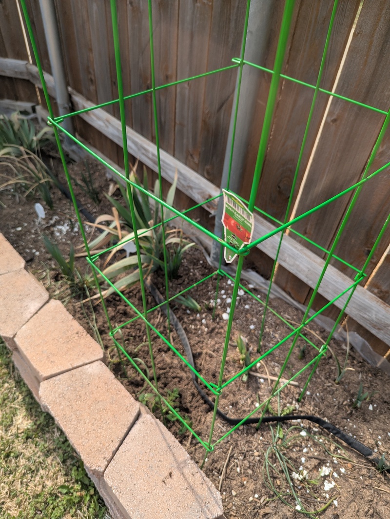 Tomato plant planted, I put it close to the front to get more sun.