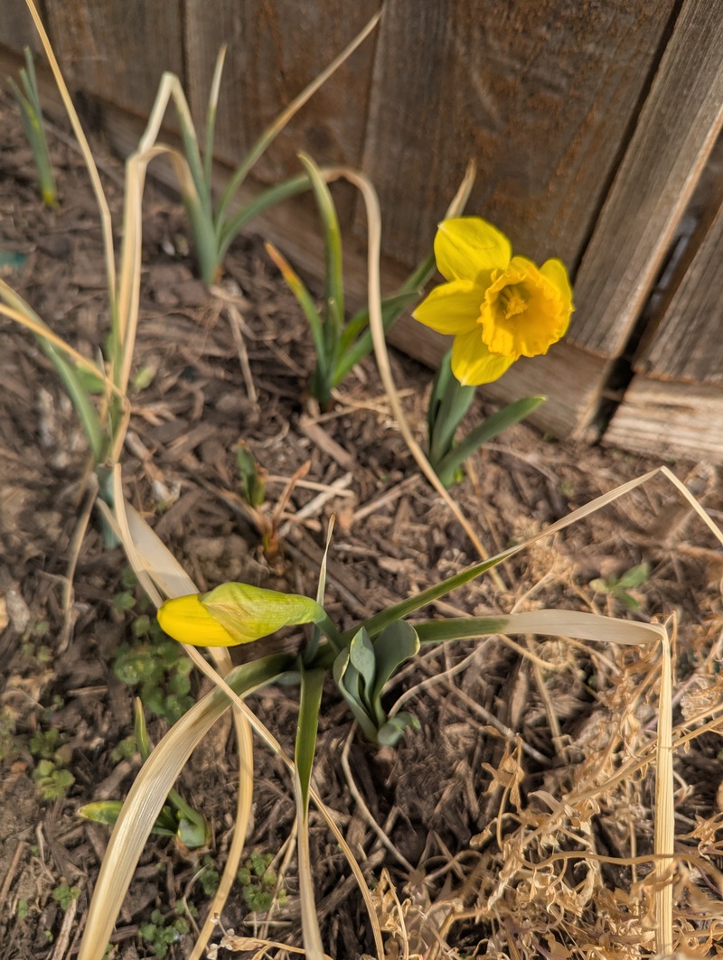 Daffodils are starting to bloom.