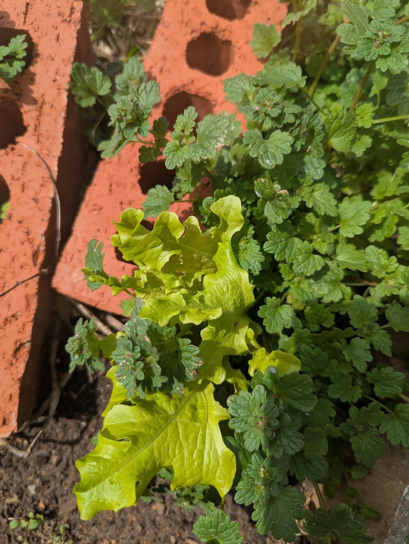 Something dug in Lois's garden and knocked lettuce seeds out. They lived through the winter and sprouted. One leaf tasted okay. 😁