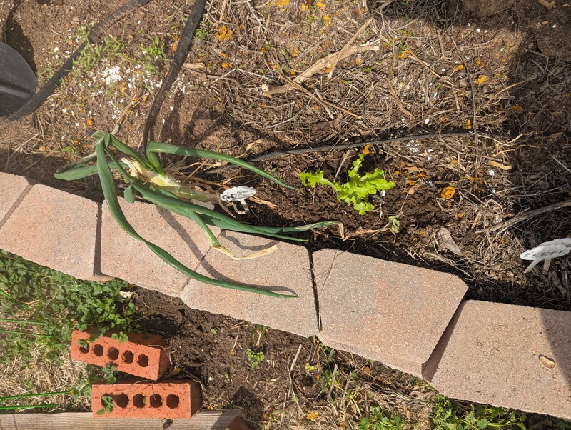 Lois transplanted it and we will see if it lives.