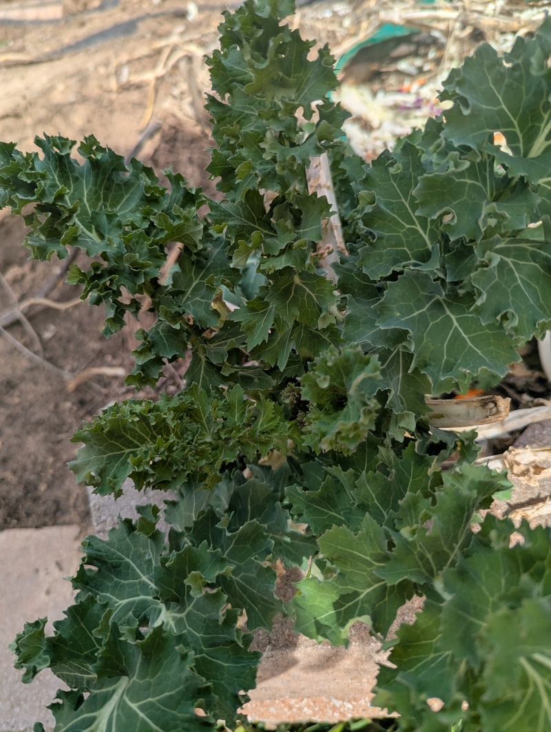 The kale is growing nicely. Lois loves that it is a perennial.