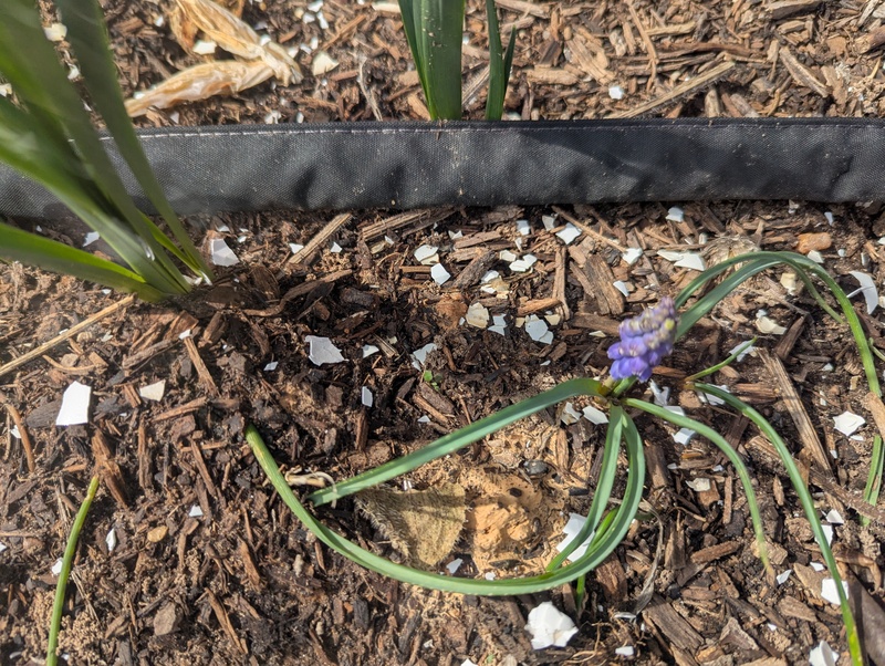 First grape hyacinth bloomed.