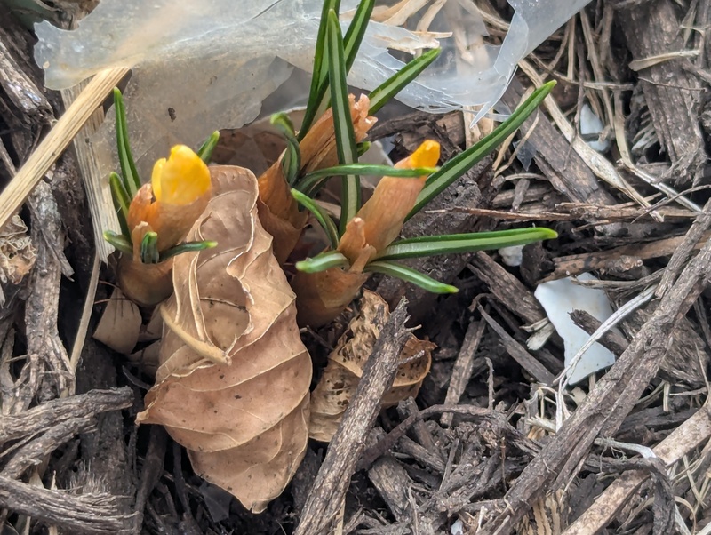 Crocuses are coming up.