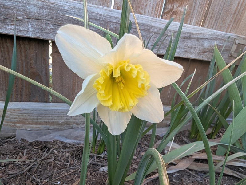 first mostly white daffodil. All the others are totally yellow. Where are all the mixed daffodils?