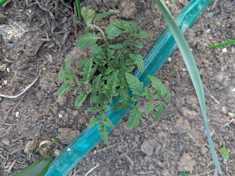 tomato plant.