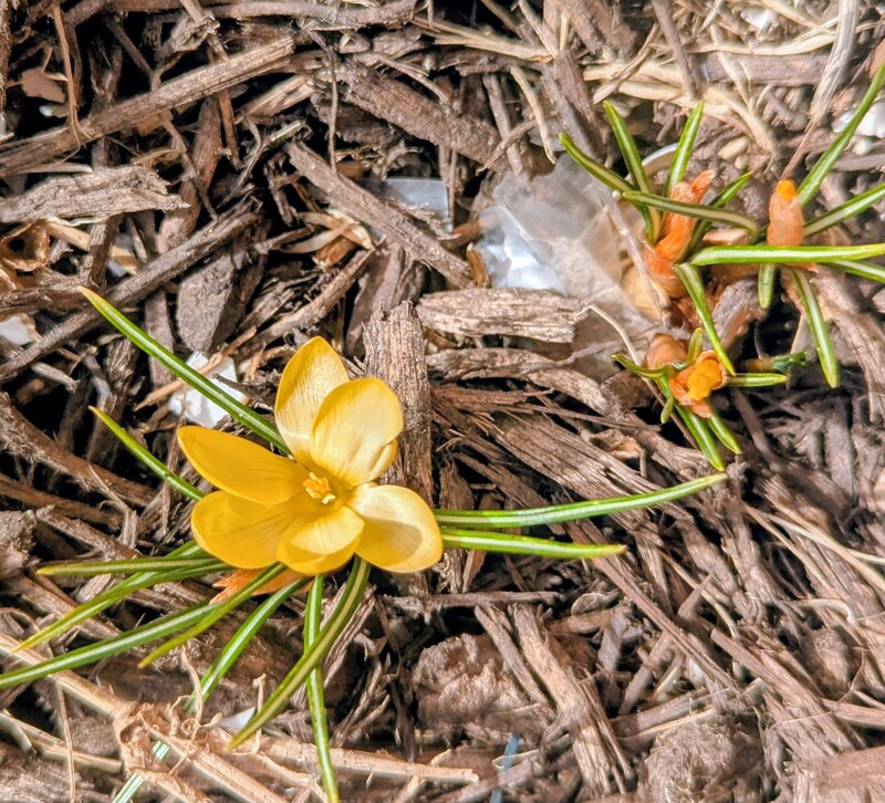 crocuses coming up.