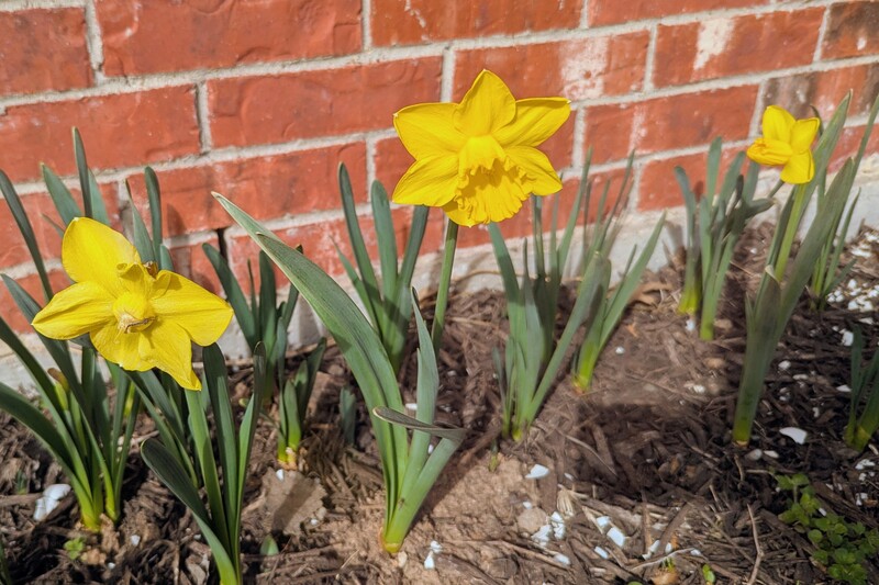 yellow daffodils