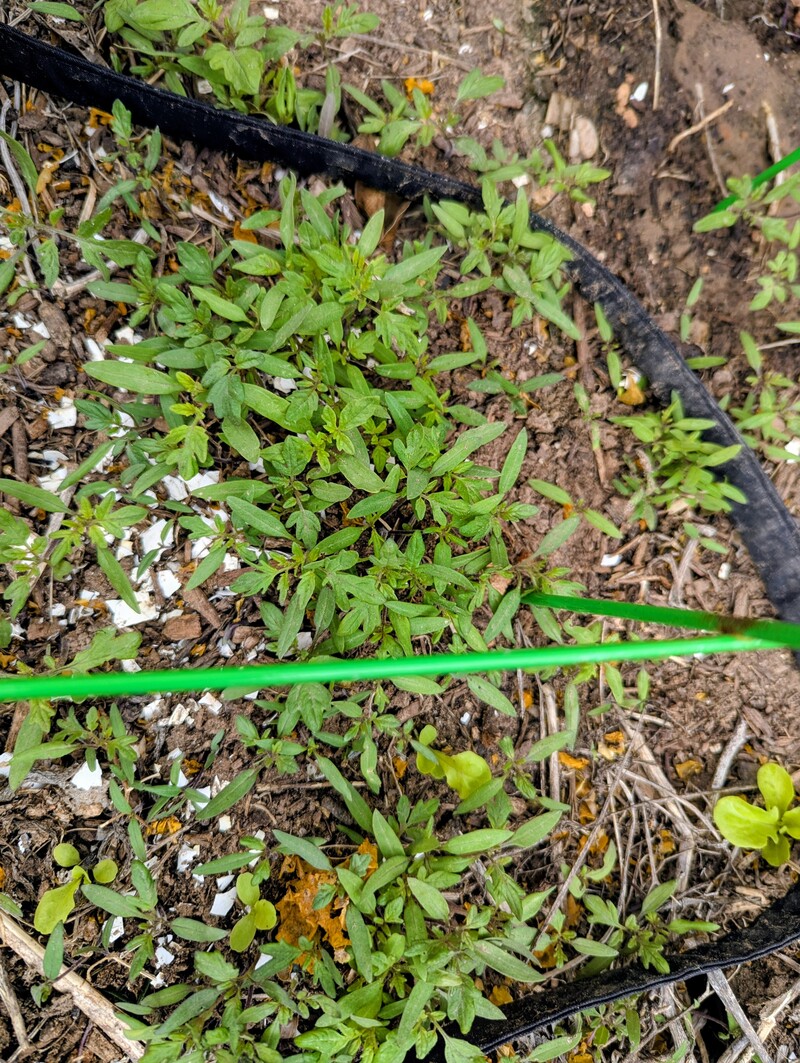 baby tomato seedlings that sprouted from last year's tomatoes.