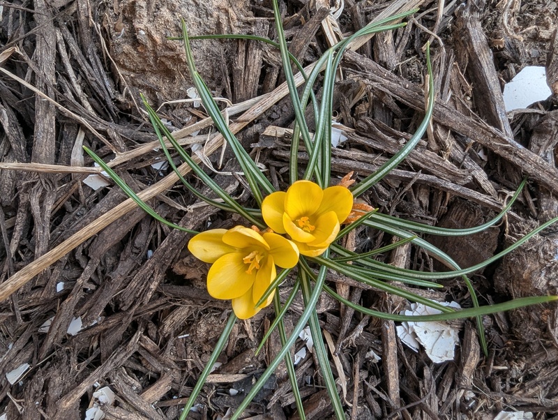 crocus