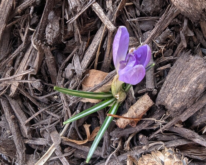 crocus