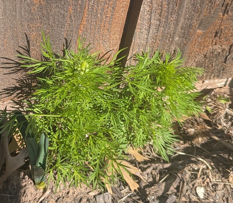 It seems that I have a lot of Larkspur growing.