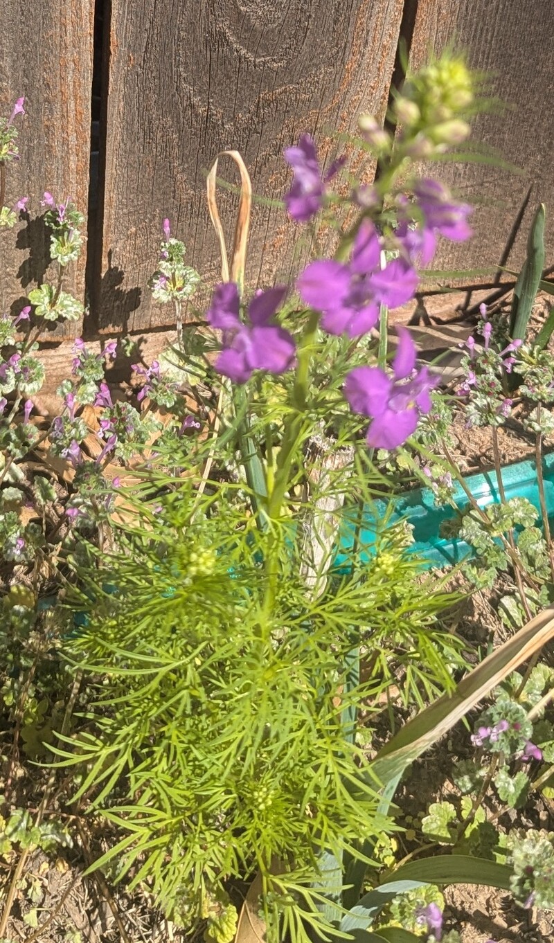 Larkspur in bloom