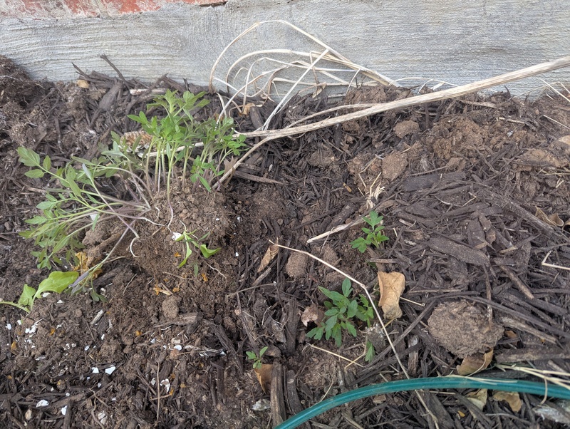 Lois tried to transplant some of the zillion "volunteer" tomato plants that came up in our garden. Lois doesn't think most of them survived, but she tried. Maybe she should have done more when it was raining. 🤣