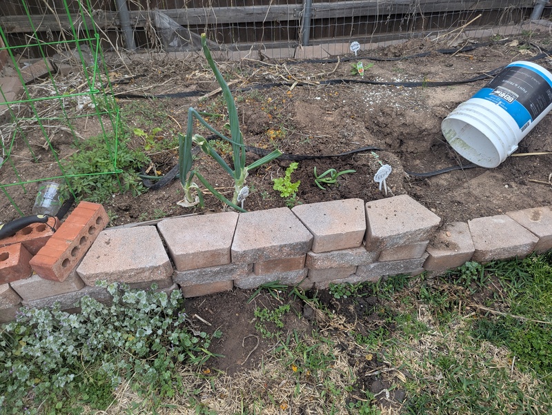 Added some onion and lettuce and if you look close you can see the tomato seedlings.