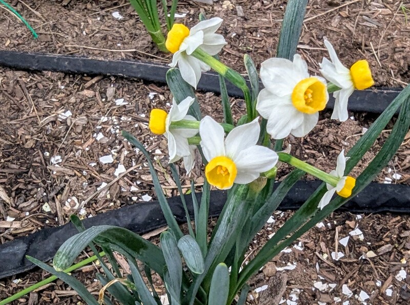 Daffodils/narcissus in bloom