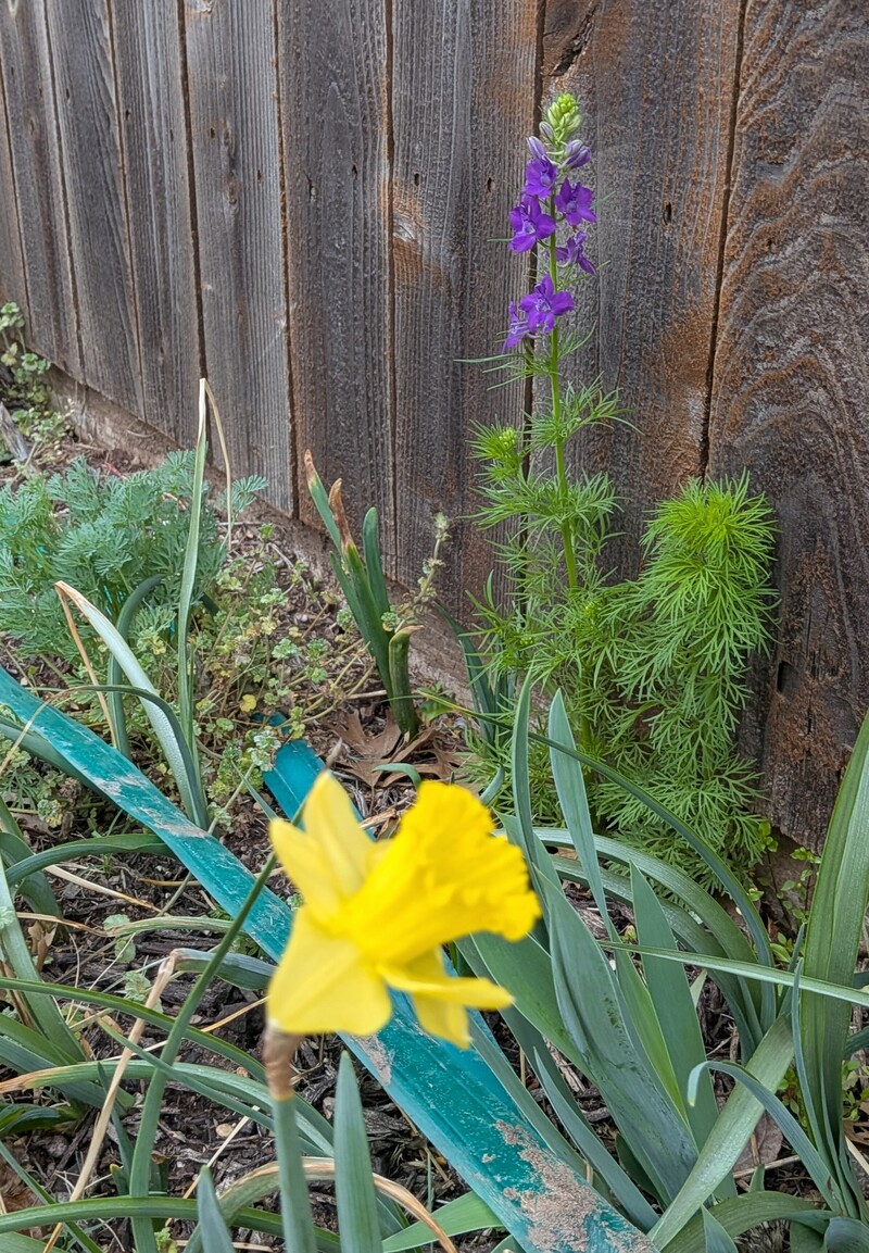Daffodil and Larkspur/ Delphinium.