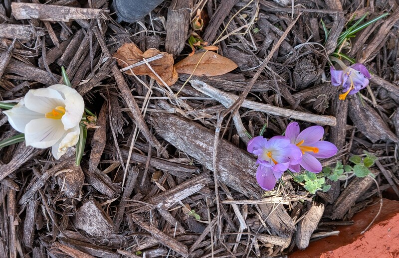 Crocus
