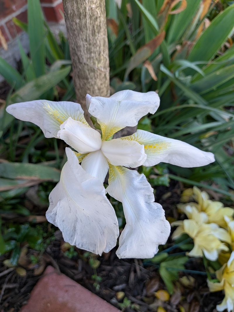 Iris. Siberian Iris?