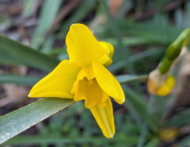 Daffodil