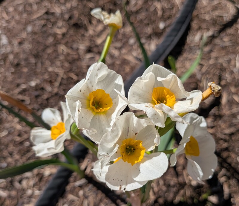Paperwhite? Narcissus