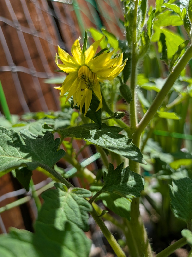 Tomato blossoms