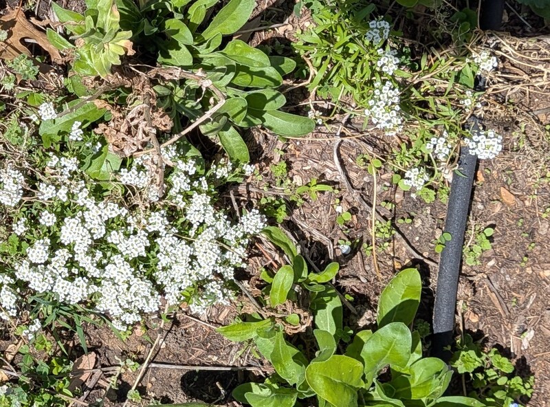 Alyssum