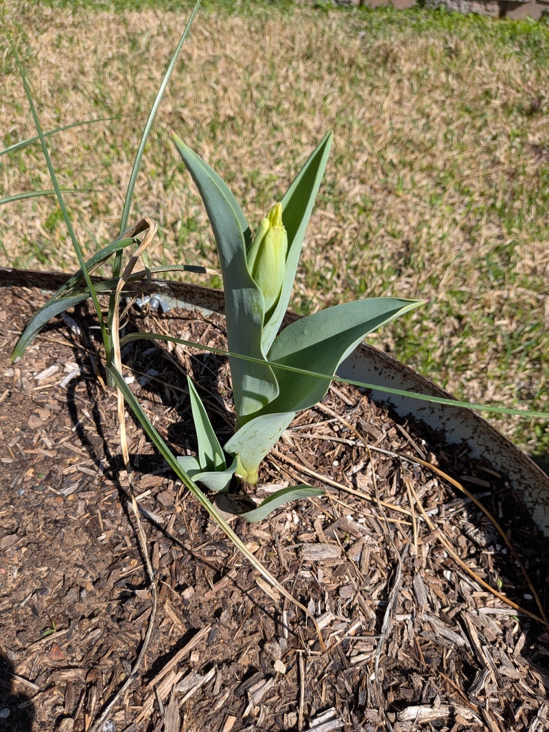 Tulip coming up.