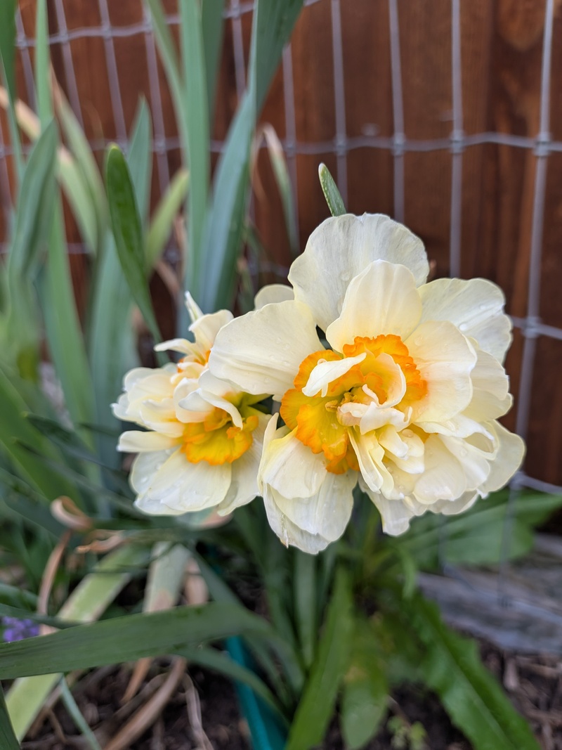 Double daffodil