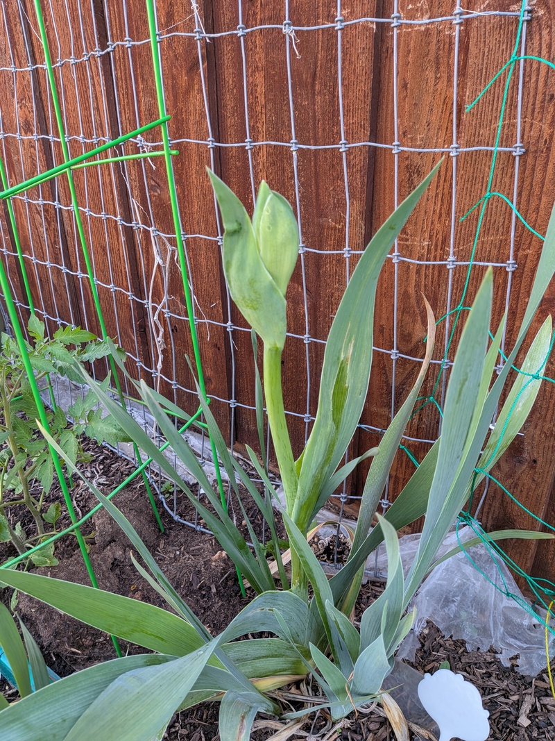 Iris coming up