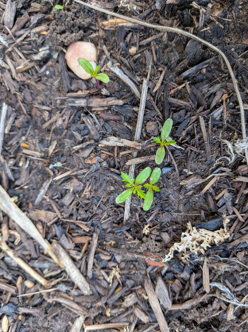 There are lots of little seeds sprouting. Marigolds?