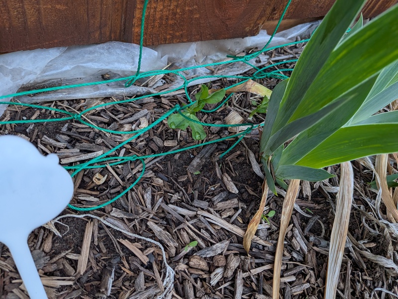 Peas are coming up.