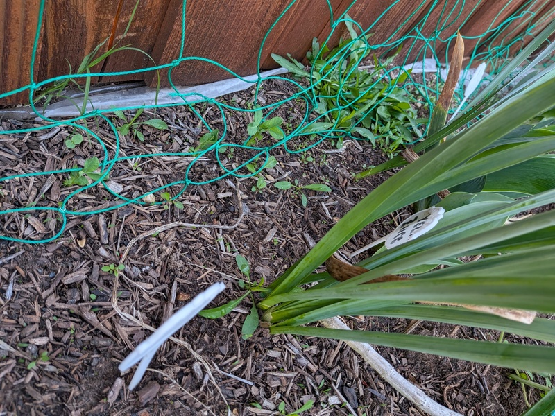 Peas coming up.
