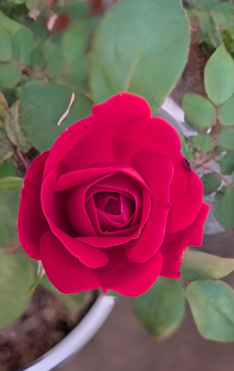 Rose in pot from last year.