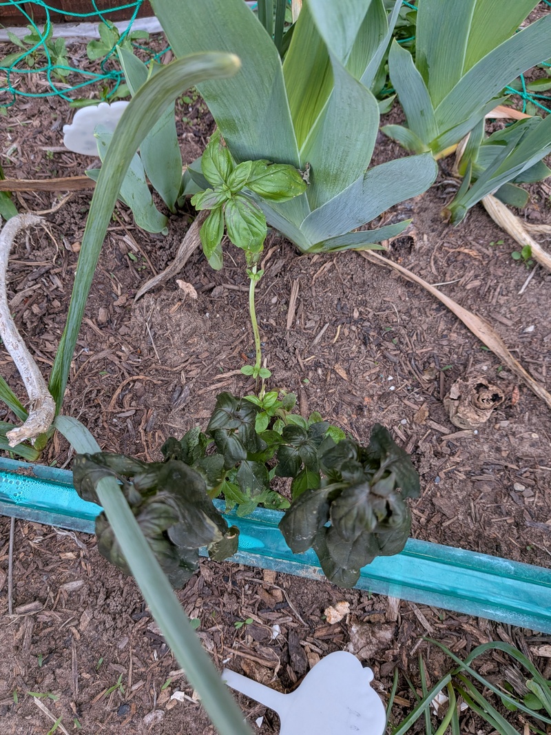 freeze damage on basil.