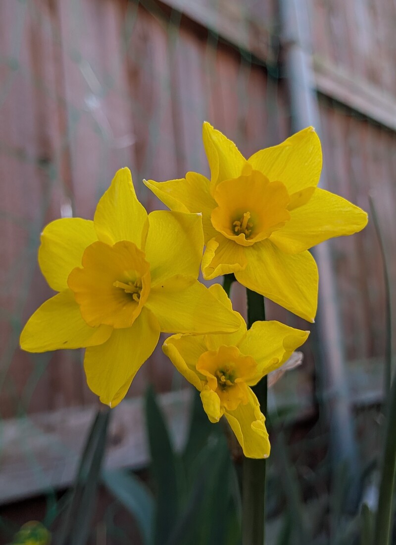 daffodils