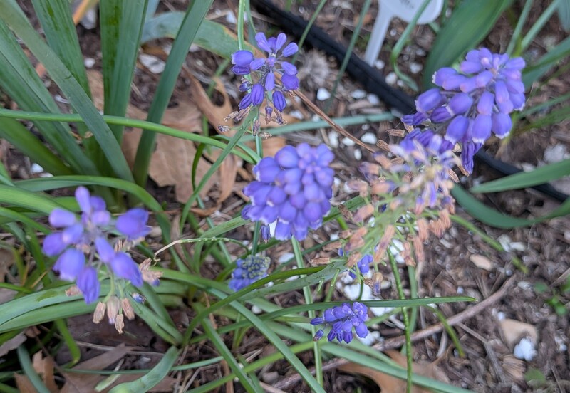 grape hyacinths