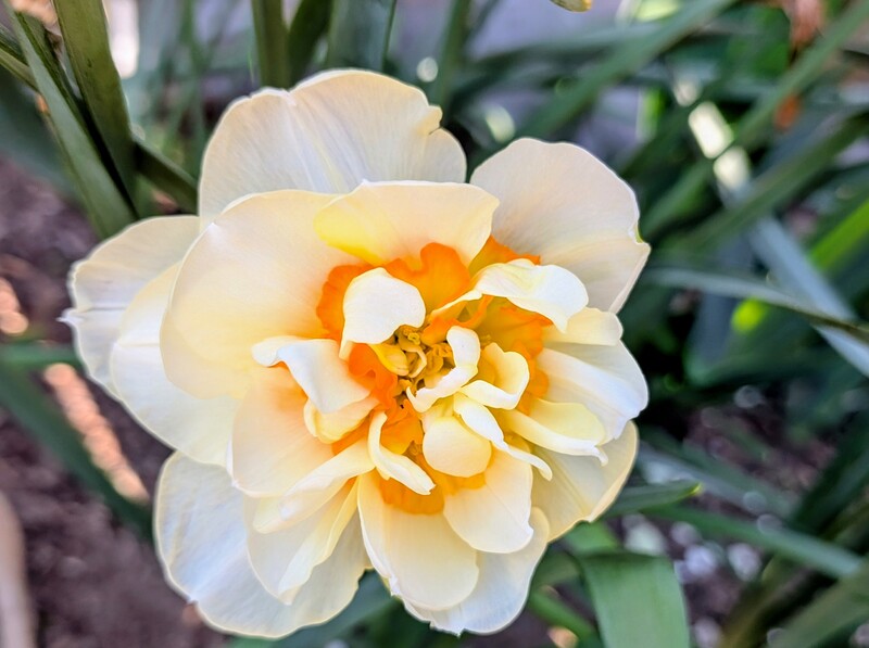 double daffodil.