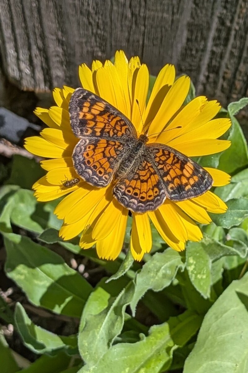I just love this picture of the first butterfly that I have seen this year. It is a Pearl Crescent. It is on a calendula flower.