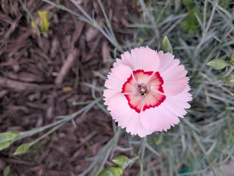 pinks or dianthus from last year.
