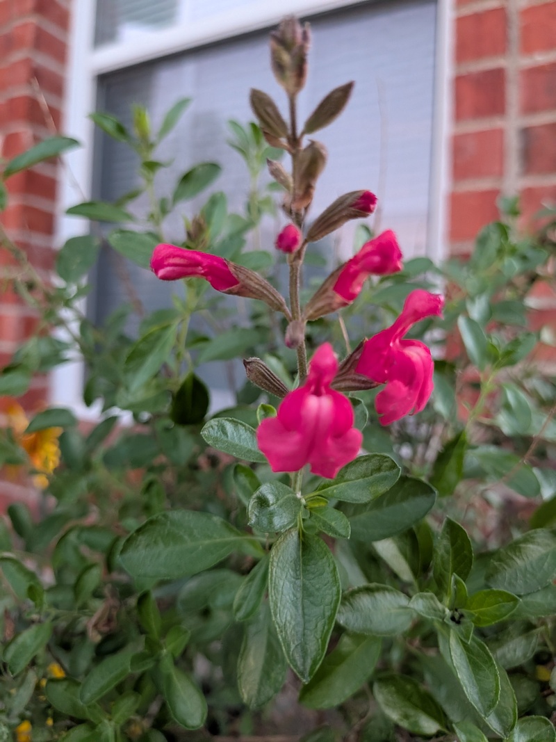last year salvia?