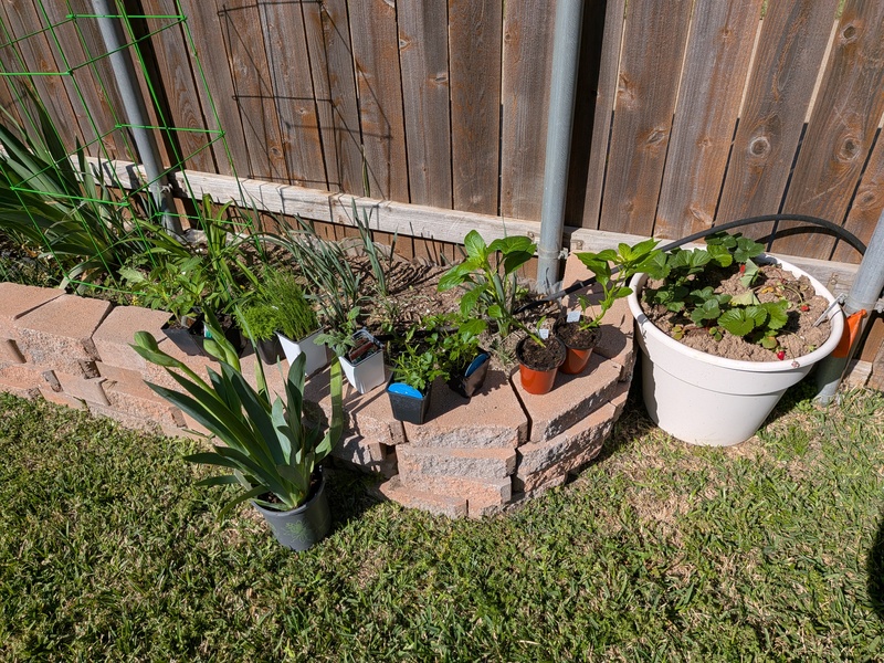 Saturdays purchase at Wylie Urban Farms.
