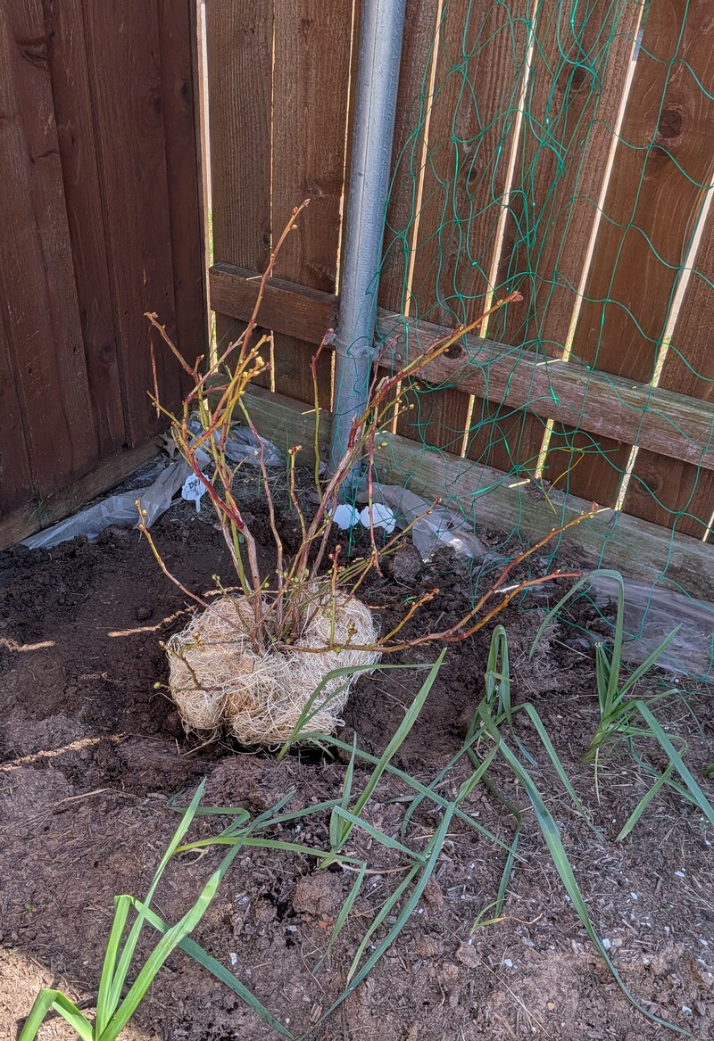 blueberry bush
