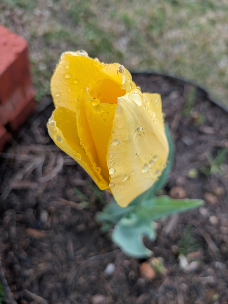 first daffodil