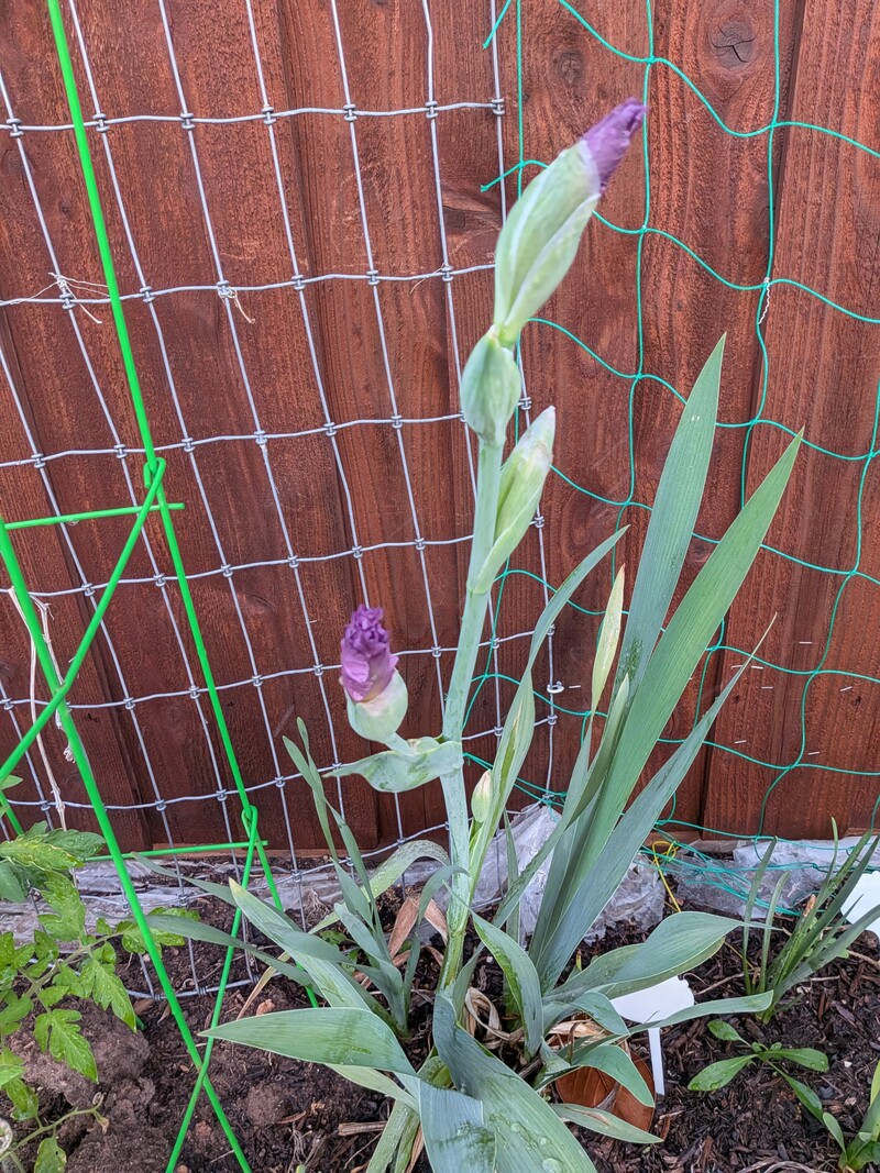 Lois thinks this is a reblooming Iris.