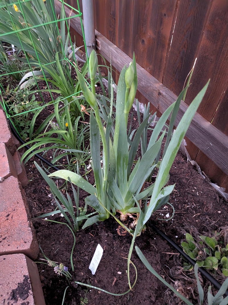 I bought another Iris at the plant sale. It said it was red. 😁