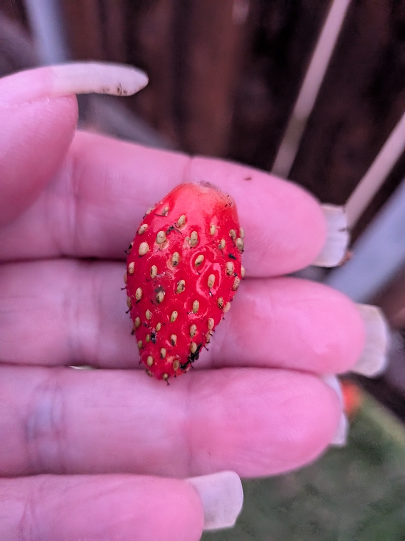 Lois picked a strawberry tonight and washed and ate it. It was extremely tasty. Wow!