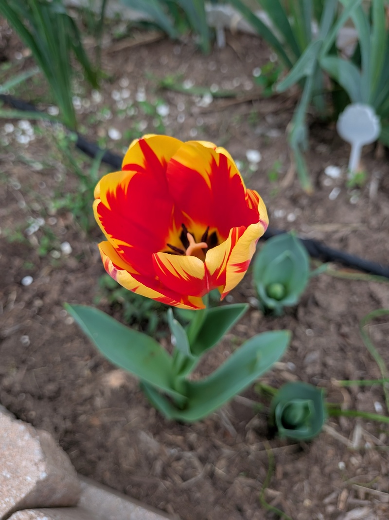 More tulips are coming up.